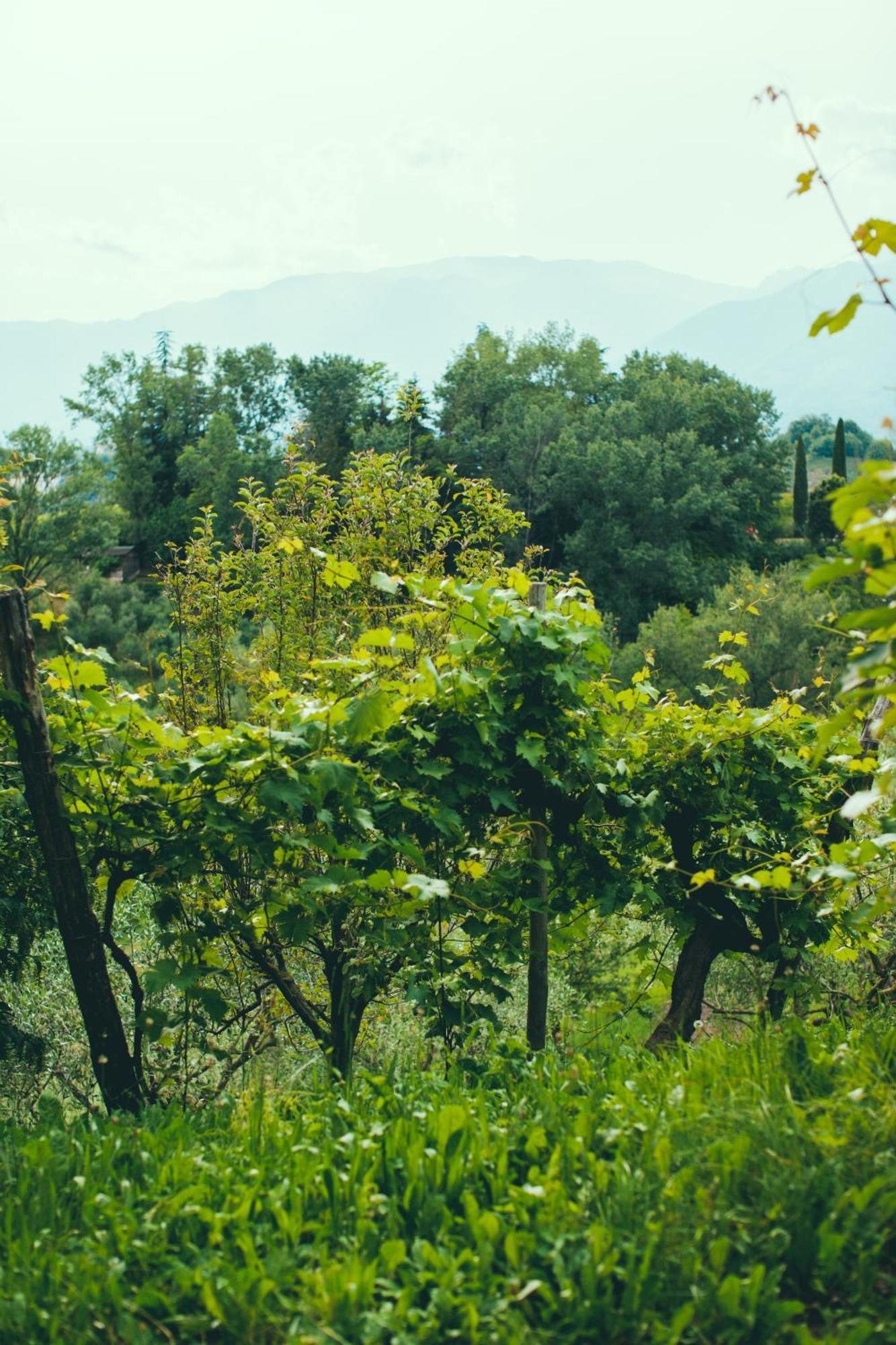 Asolo Norah'S Hill Agri Rooms Monfumo Extérieur photo